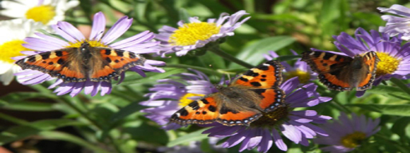 Stimmungsbild-Elvira Maria-Botzenhardt-1